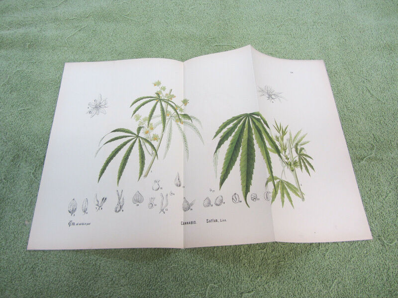 Botanical Drawings