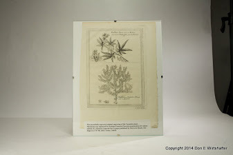 Botanical Drawings